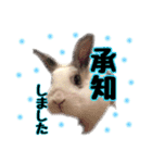 The rabbit lubricated....（個別スタンプ：14）