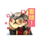 Cats voice（個別スタンプ：1）