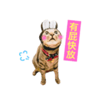 Cats voice（個別スタンプ：8）