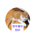 The cat doesn't want to study（個別スタンプ：2）