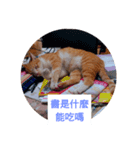 The cat doesn't want to study（個別スタンプ：5）