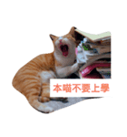 The cat doesn't want to study（個別スタンプ：7）