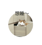 catttttttttttttttttttttttttt（個別スタンプ：8）