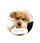 代理店犬のびたん（個別スタンプ：1）