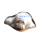 goldendoodle muffin（個別スタンプ：1）