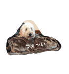 goldendoodle muffin（個別スタンプ：4）