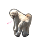 goldendoodle muffin（個別スタンプ：6）