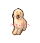 goldendoodle muffin（個別スタンプ：7）