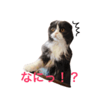 サーニャ（個別スタンプ：2）