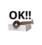 サーニャ（個別スタンプ：6）