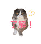 サーニャ（個別スタンプ：7）