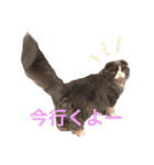 サーニャ（個別スタンプ：9）