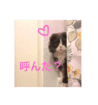 サーニャ（個別スタンプ：15）