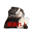 サーニャ（個別スタンプ：20）