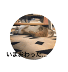 ＊うさぎのこけもも＊（個別スタンプ：2）