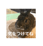 ＊うさぎのこけもも＊（個別スタンプ：4）