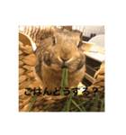 ＊うさぎのこけもも＊（個別スタンプ：5）
