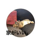 ＊うさぎのこけもも＊（個別スタンプ：6）