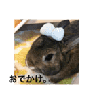 ＊うさぎのこけもも＊（個別スタンプ：7）