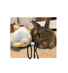 ＊うさぎのこけもも＊（個別スタンプ：11）