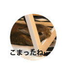 ＊うさぎのこけもも＊（個別スタンプ：12）