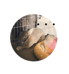 ＊うさぎのこけもも＊（個別スタンプ：15）
