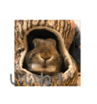 ＊うさぎのこけもも＊（個別スタンプ：16）