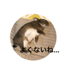 ＊うさぎのこけもも＊（個別スタンプ：17）