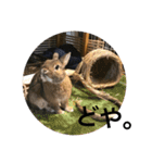 ＊うさぎのこけもも＊（個別スタンプ：18）