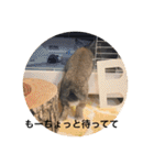 ＊うさぎのこけもも＊（個別スタンプ：19）
