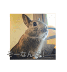 ＊うさぎのこけもも＊（個別スタンプ：24）