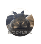 ＊うさぎのこけもも＊（個別スタンプ：26）