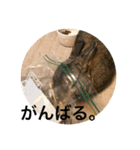 ＊うさぎのこけもも＊（個別スタンプ：29）