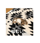 ＊うさぎのこけもも＊（個別スタンプ：31）