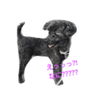 toy poodle-choko2（個別スタンプ：1）