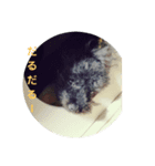 toy poodle-choko2（個別スタンプ：2）