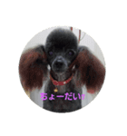 toy poodle-choko2（個別スタンプ：4）