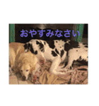 大きな犬たち（個別スタンプ：2）