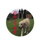 大きな犬たち（個別スタンプ：3）