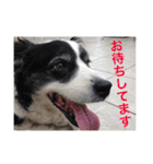 大きな犬たち（個別スタンプ：7）