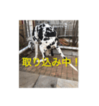 大きな犬たち（個別スタンプ：14）