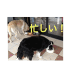 大きな犬たち（個別スタンプ：15）