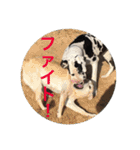 大きな犬たち（個別スタンプ：22）