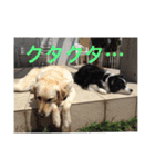 大きな犬たち（個別スタンプ：27）