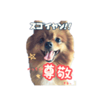 関西弁犬リッチー（個別スタンプ：7）