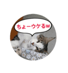 飼い猫みゅー4（個別スタンプ：4）