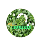 yu- お花（個別スタンプ：8）