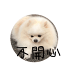 Pomeranian＆cats（個別スタンプ：10）