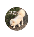 Pomeranian＆cats（個別スタンプ：13）