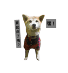 Pig shibe lnu 2（個別スタンプ：11）